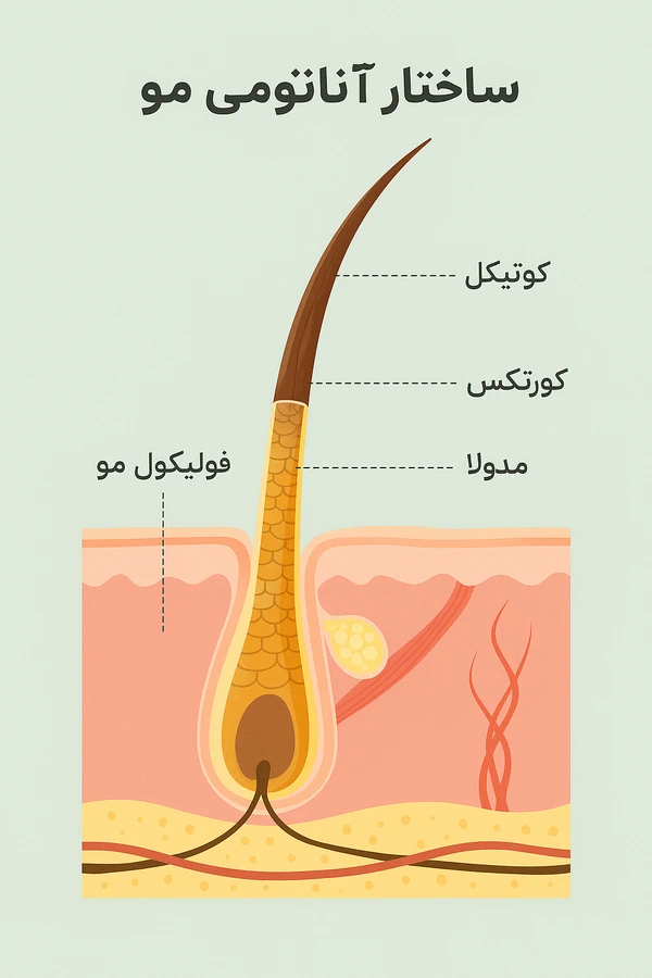 تصویر شماتیک آناتومی مو و ساختار داخلی تار مو